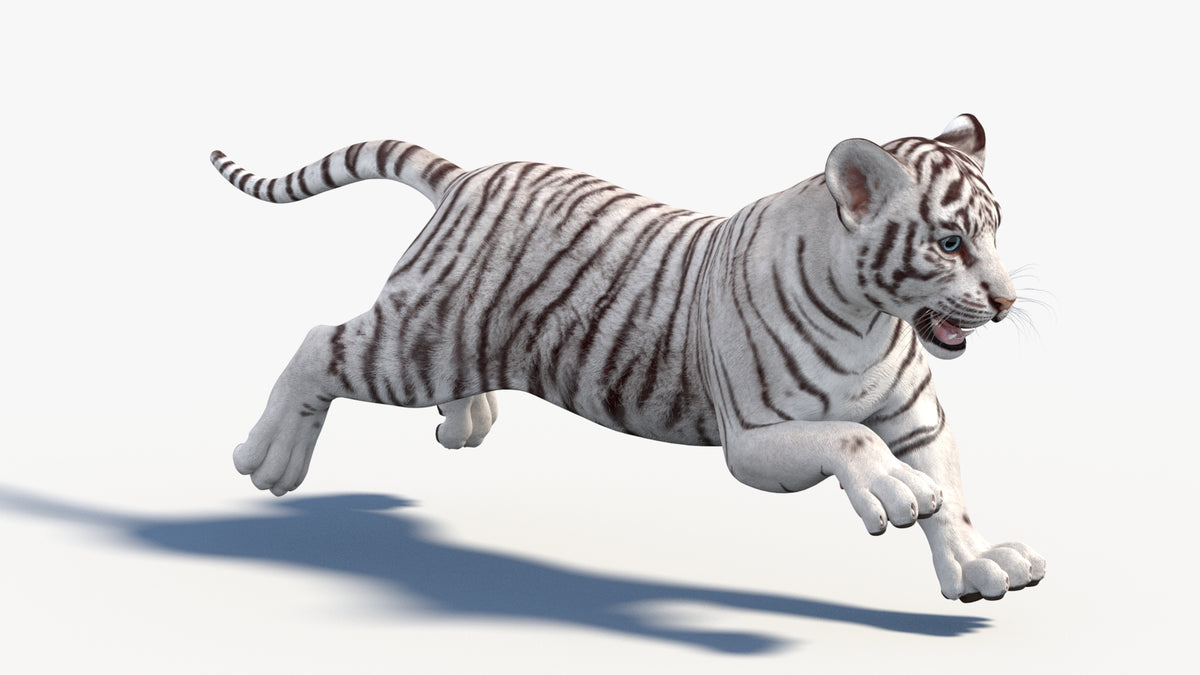 Animated White Tiger Cub 3D Model - Game-Ready - 360 Degree View