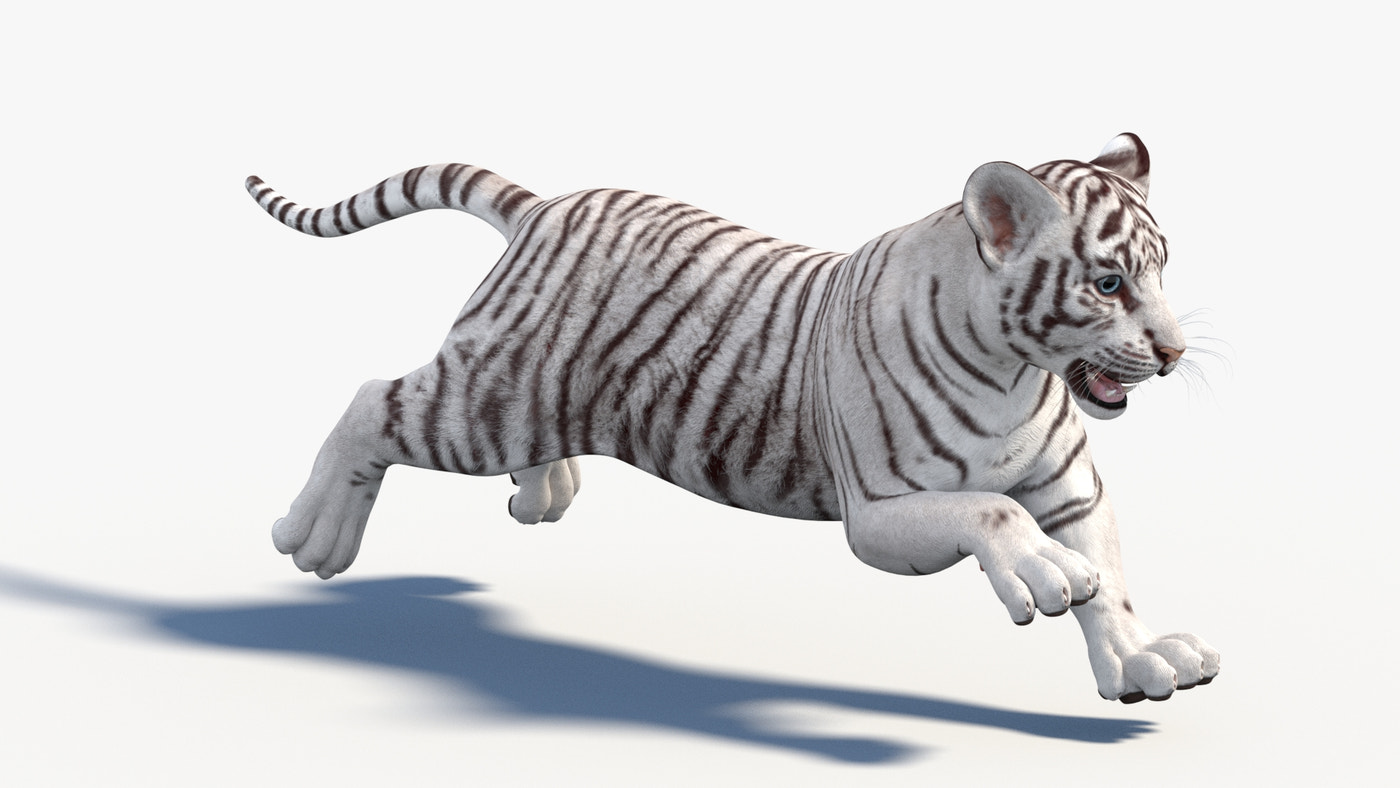 Animated White Tiger Cub 3D Model - 360 Degree View