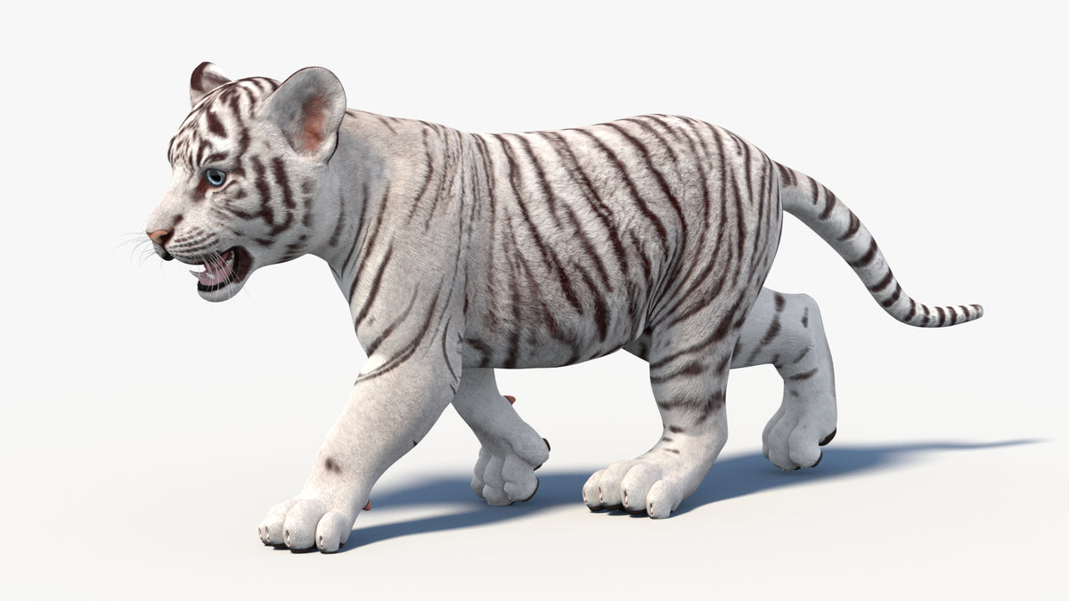 Animated White Tiger Cub 3D Model - Game-Ready - 360 Degree View