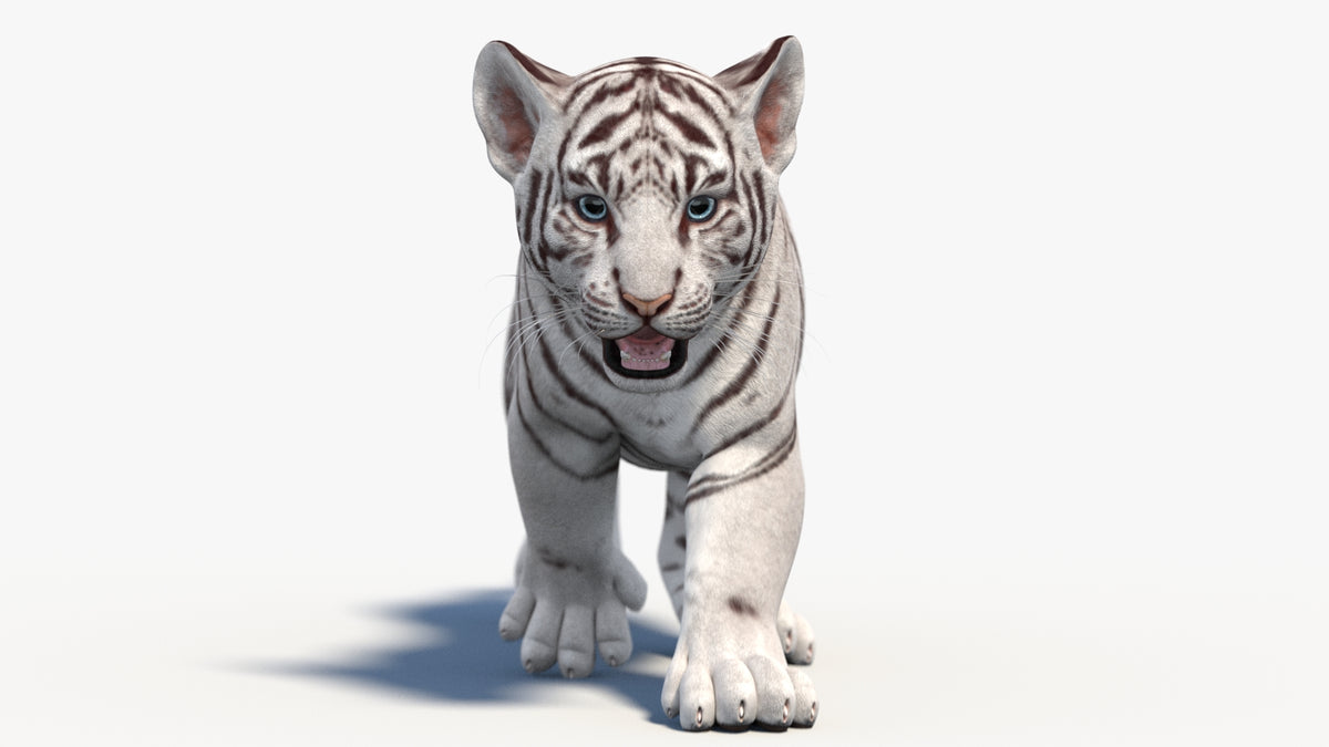 Animated White Tiger Cub 3D Model - Game-Ready - 360 Degree View