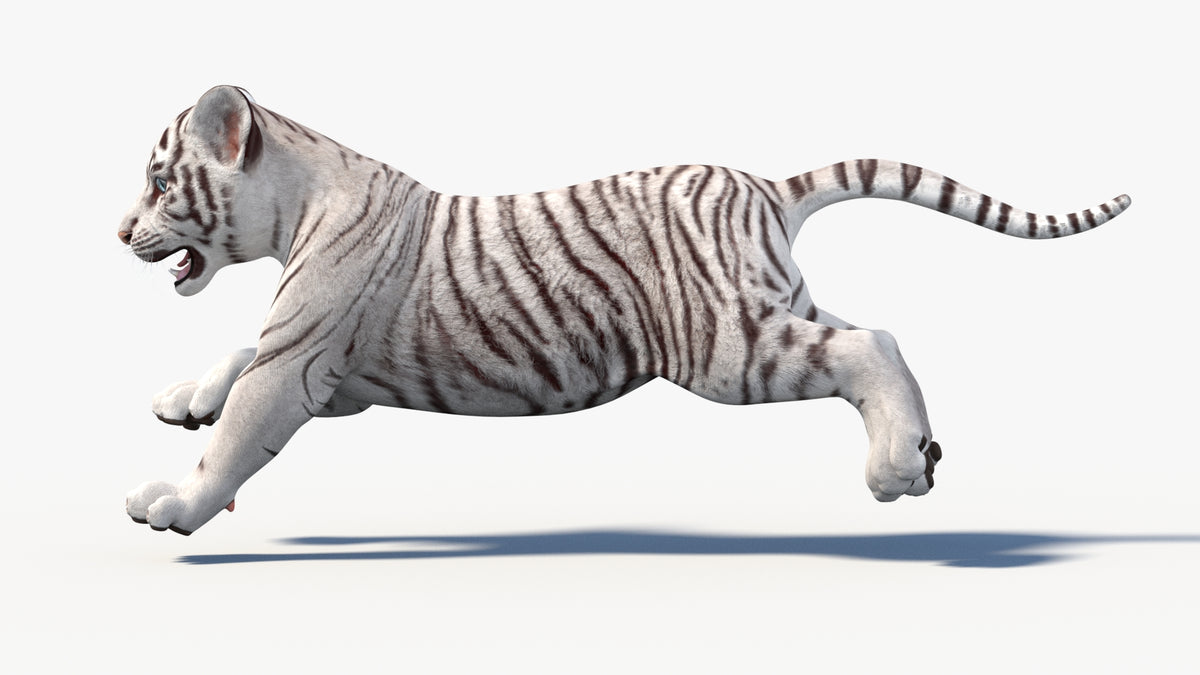 Animated White Tiger Cub 3D Model - Game-Ready - 360 Degree View