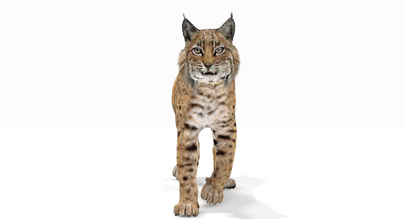 Bobcat Animated 3D Model - 360 Degree View