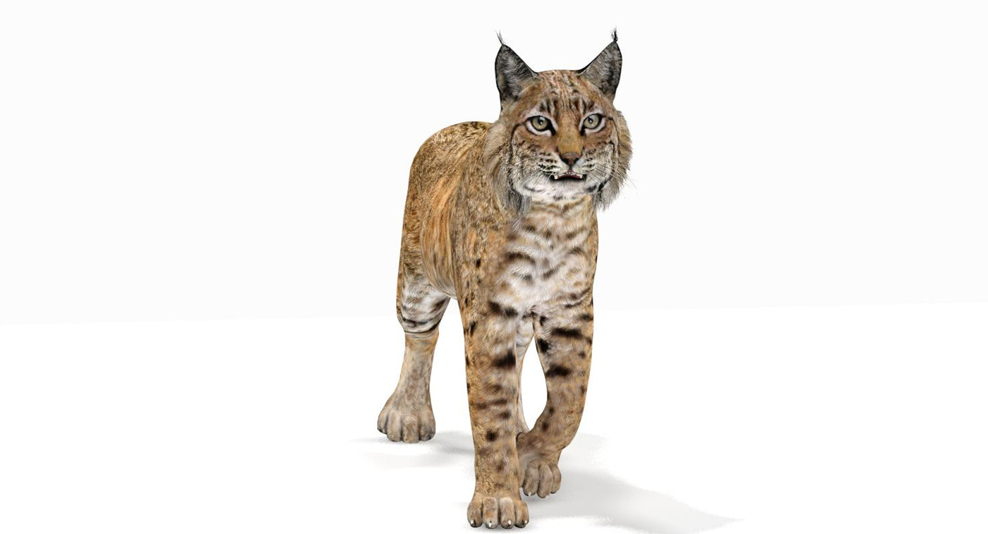 Bobcat Animated 3D Model - 360 Degree View