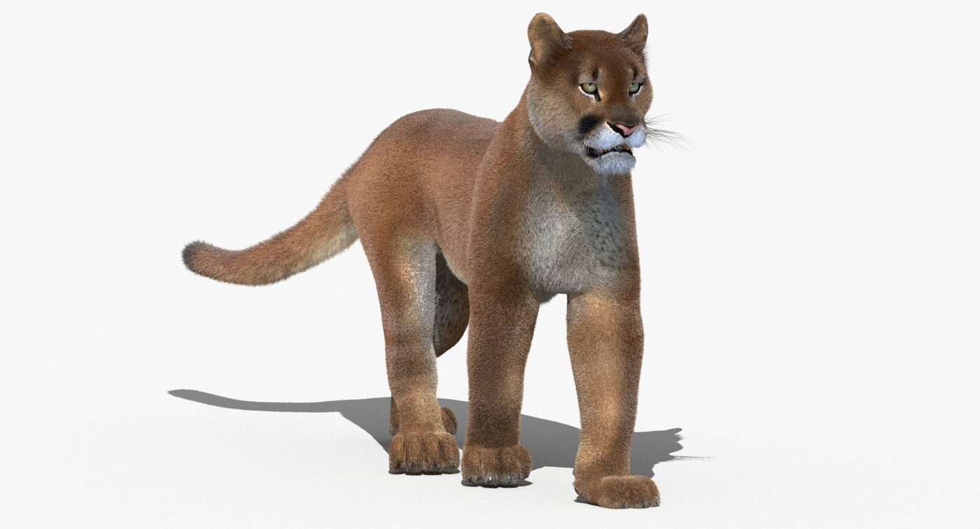 Cougar Animated Fur 3D Model - 360 Degree View