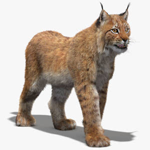 Animated Eurasian Lynx 3D Model with Fur Thumbnail
