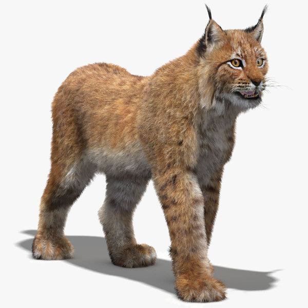 Animated Eurasian Lynx 3D Model Fur