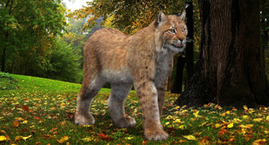 Animated Eurasian Lynx 3D Model with Fur Thumbnail