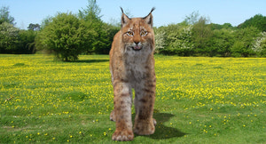 Animated Eurasian Lynx 3D Model with Fur Thumbnail