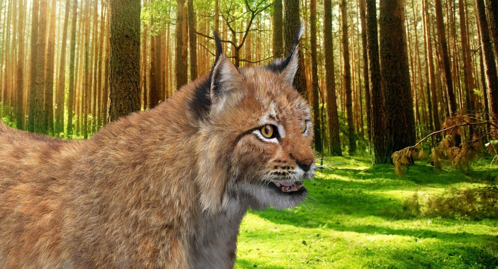 Animated Lynx 3D Model with Fur