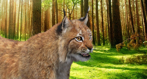 Animated Lynx 3D Model with Fur Thumbnail