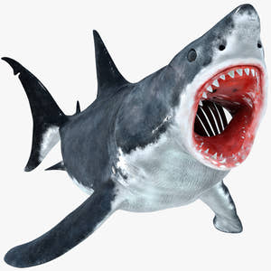 Animated Great White Shark 3D Model Thumbnail