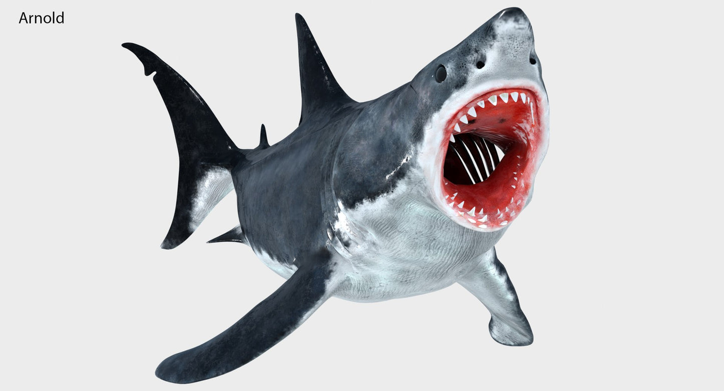 Animated Great White Shark 3D Model