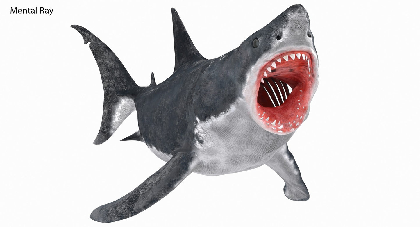 Animated Great White Shark 3D Model