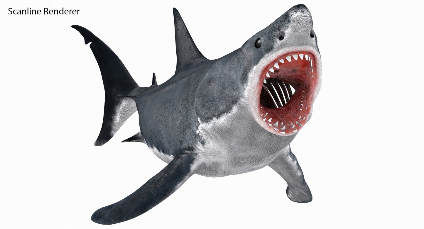 Animated Great White Shark 3D Model
