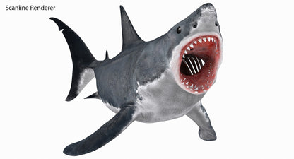 Animated Great White Shark 3D Model