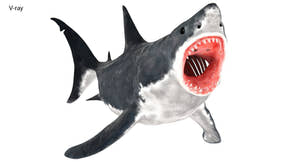 Animated Great White Shark 3D Model Thumbnail