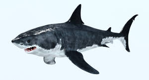 Animated Great White Shark 3D Model Thumbnail