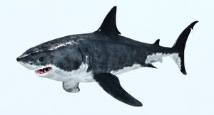 Animated Great White Shark 3D Model Thumbnail