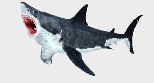 Animated Great White Shark 3D Model Thumbnail