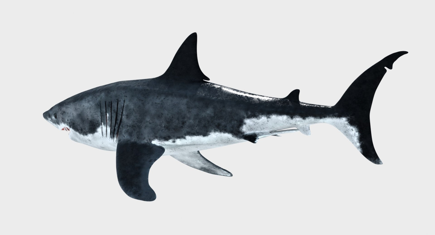 Animated Great White Shark 3D Model