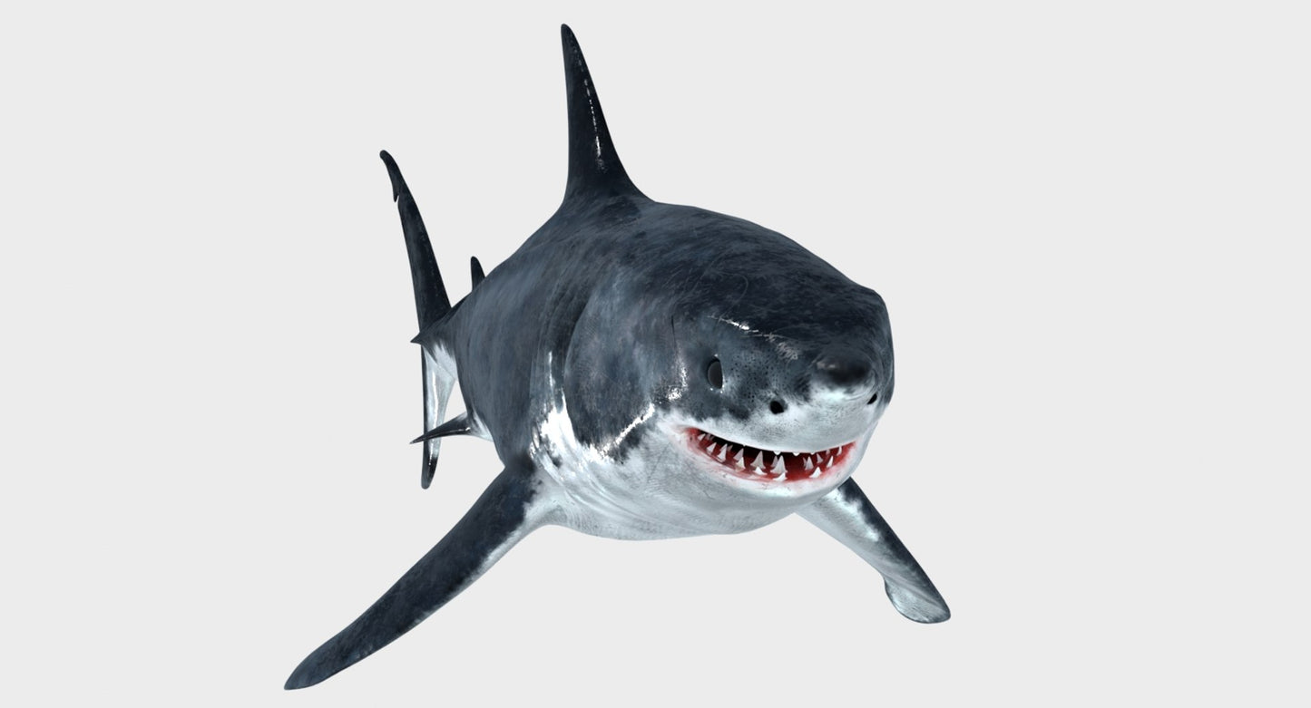 Animated Great White Shark 3D Model