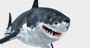 Animated Great White Shark 3D Model Thumbnail