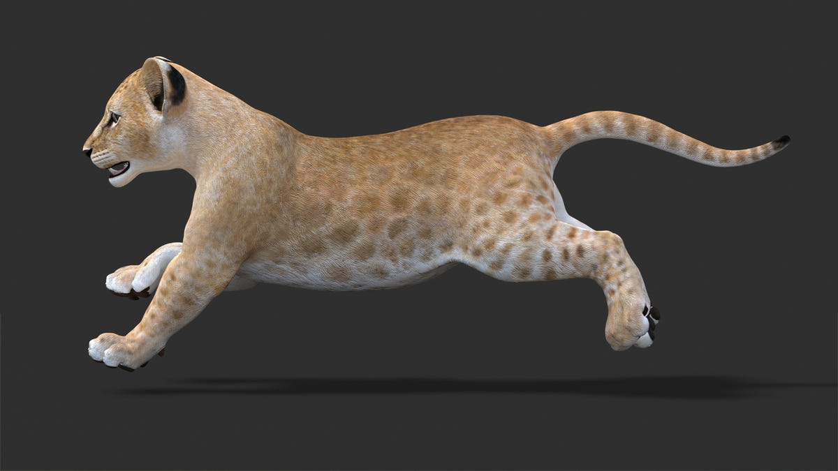 Animated Lion Cub 3D Model Bundle – Natural & White - 360 Degree View