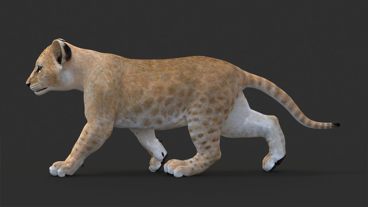 Animated Lion Cub 3D Model - Game-Ready - 360 Degree View