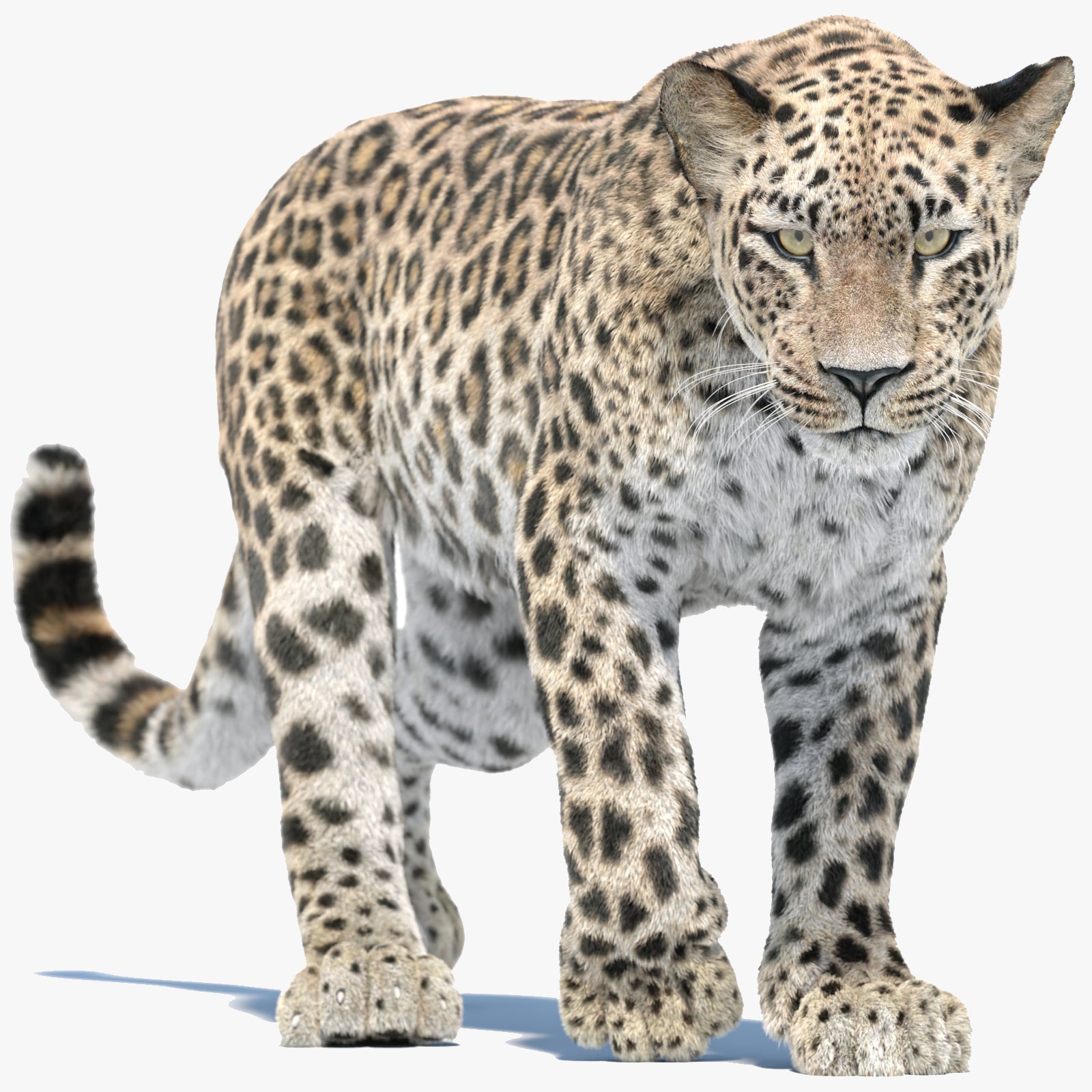 Animated Persian Leopard 3D Model with Fur