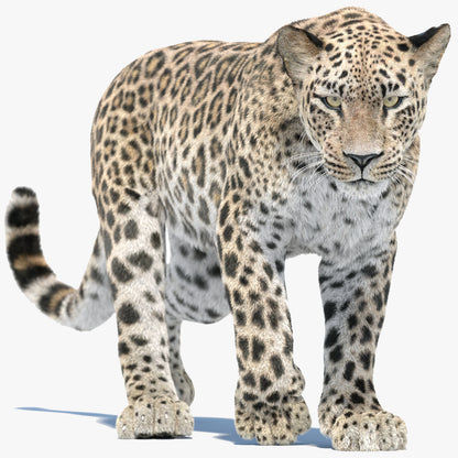 Animated Persian Leopard 3D Model with Fur