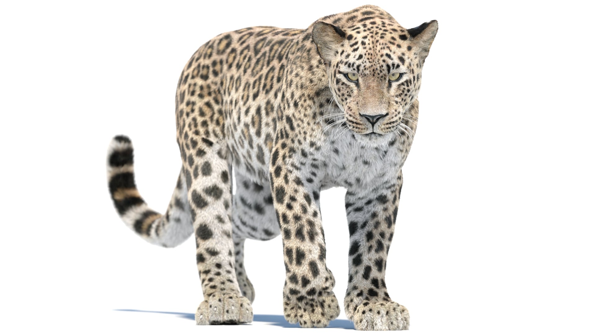 Animated Persian Leopard 3D Model with Fur