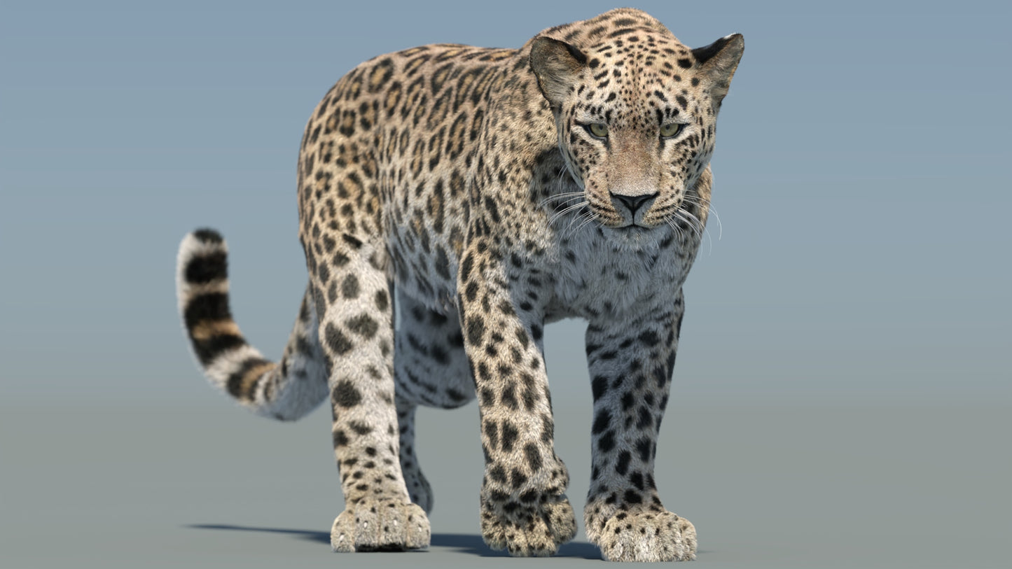 Animated Persian Leopard 3D Model with Fur