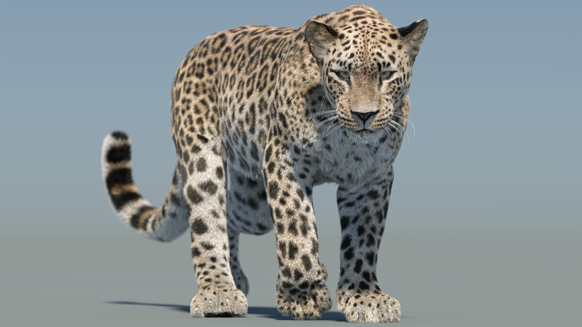 Animated Persian Leopard 3D Model with Fur