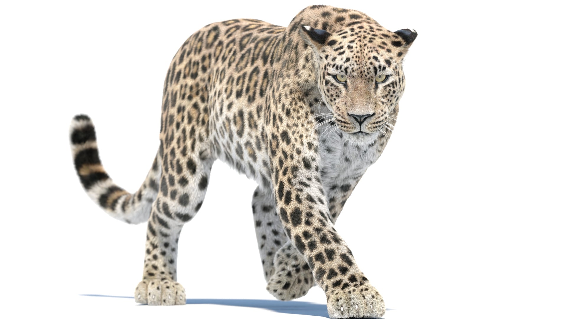 Animated Leopard 3D Model with Fur