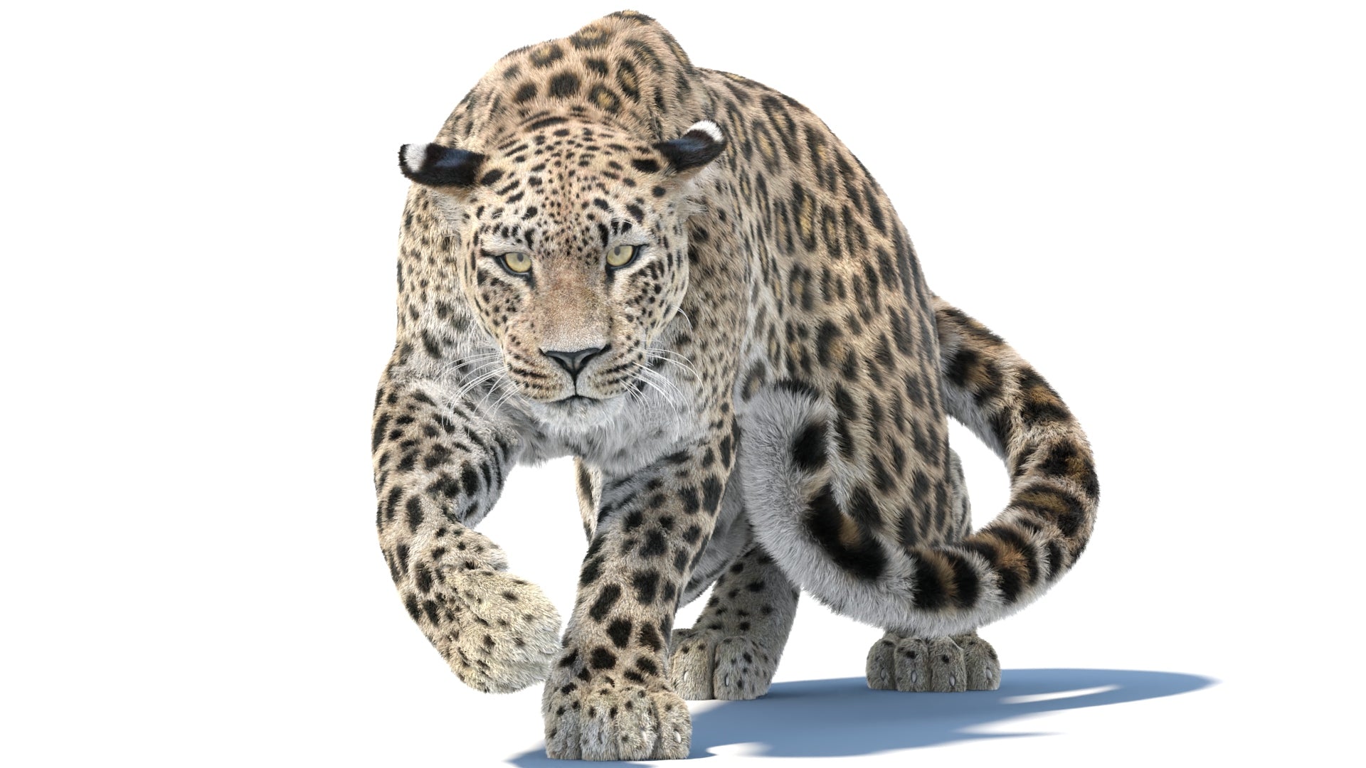 Animated Persian Leopard 3D Model for download