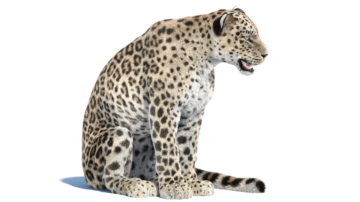 Animated Persian Leopard 3D Model with Fur