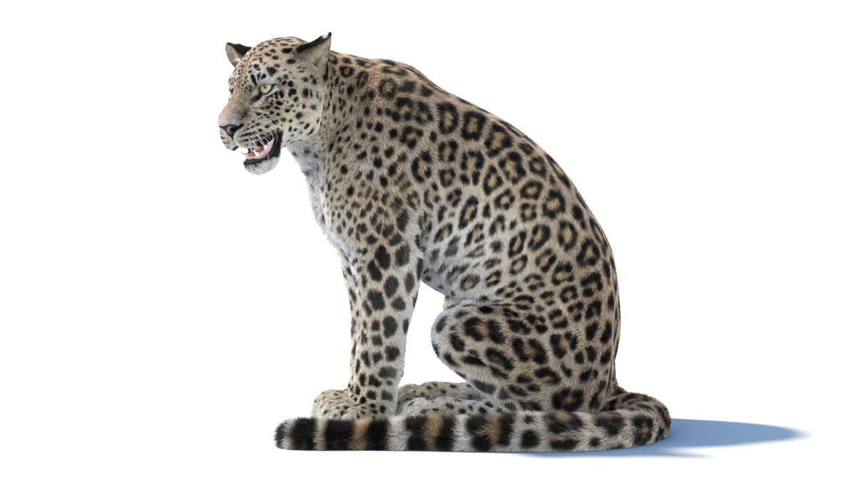 Animated Persian Leopard 3D Model with Fur Sitting