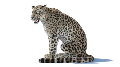 Persian Leopard 3D Model Animated Fur