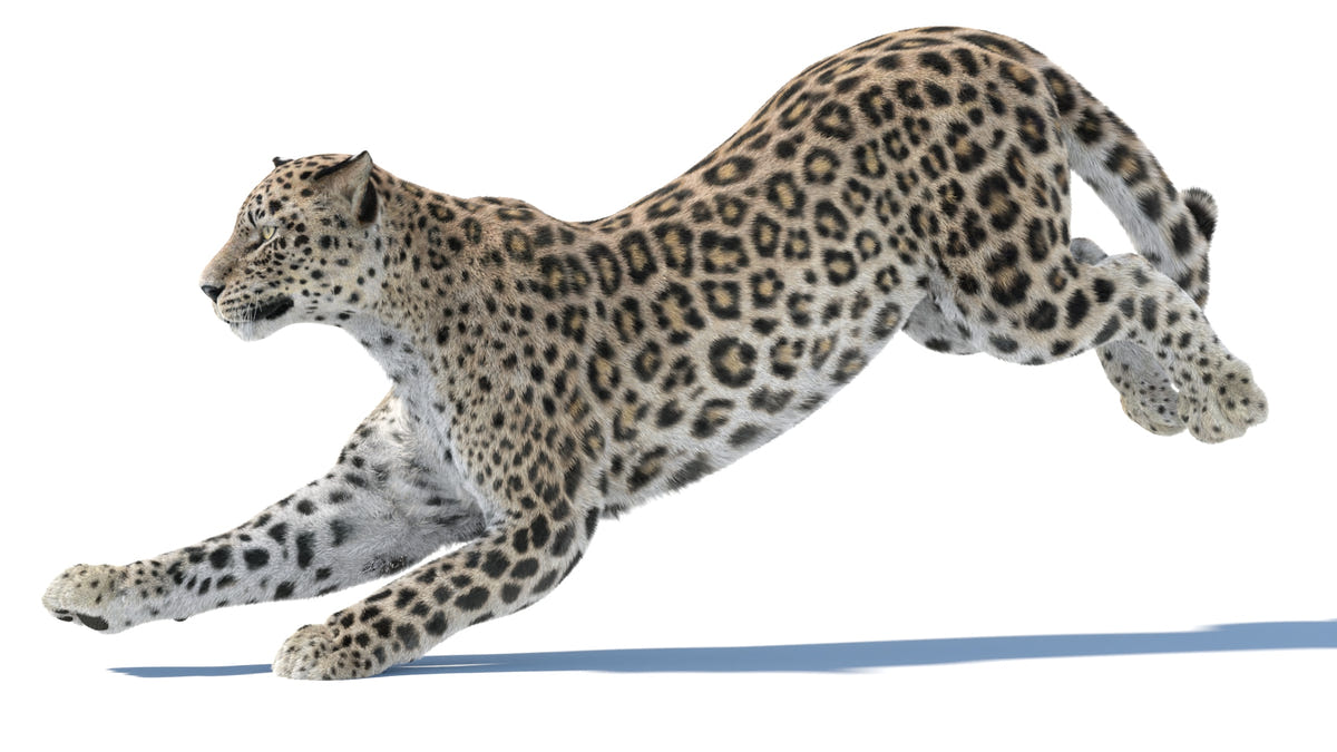 Animated Persian Leopard 3D Model with Fur Running