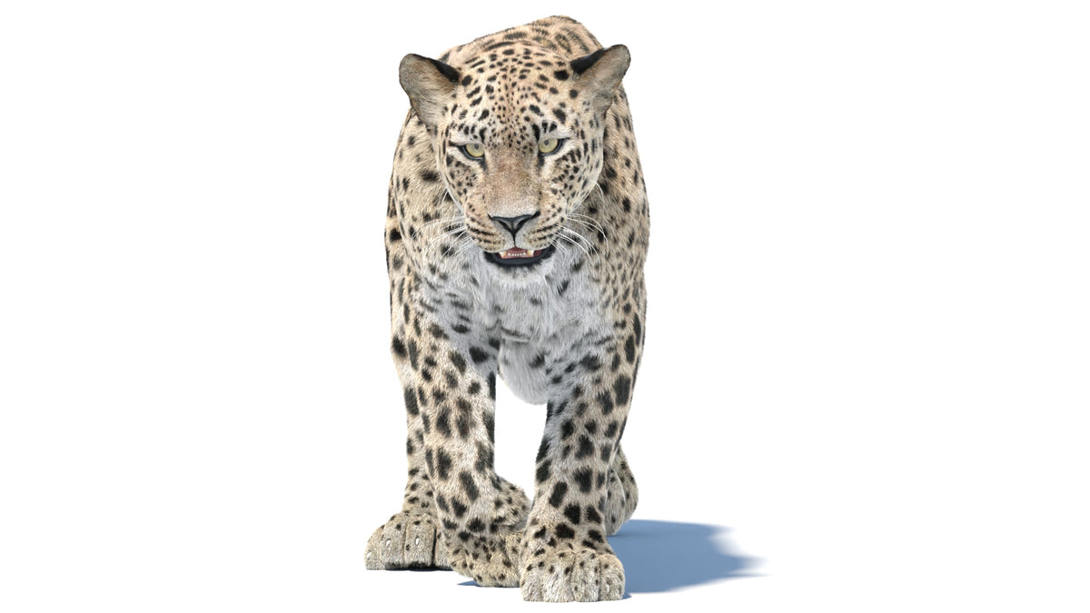 Animated Persian Leopard 3D Model with Fur Walking front View