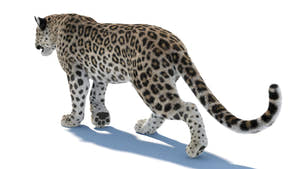 Animated Leopard 3D Model with Fur Walking Thumbnail