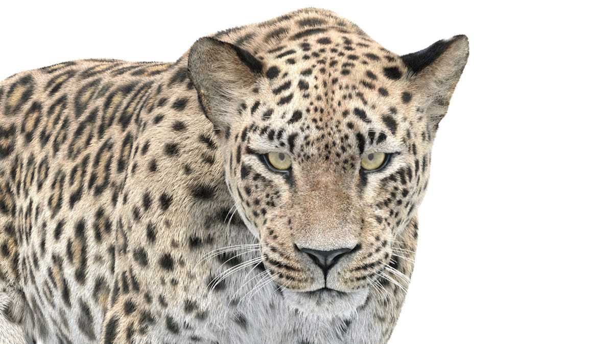 Animated Leopard 3D Model with Fur Head Close Up