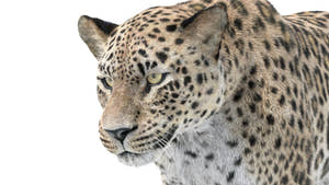 Animated Leopard 3D Model with Fur Head Close Up Thumbnail
