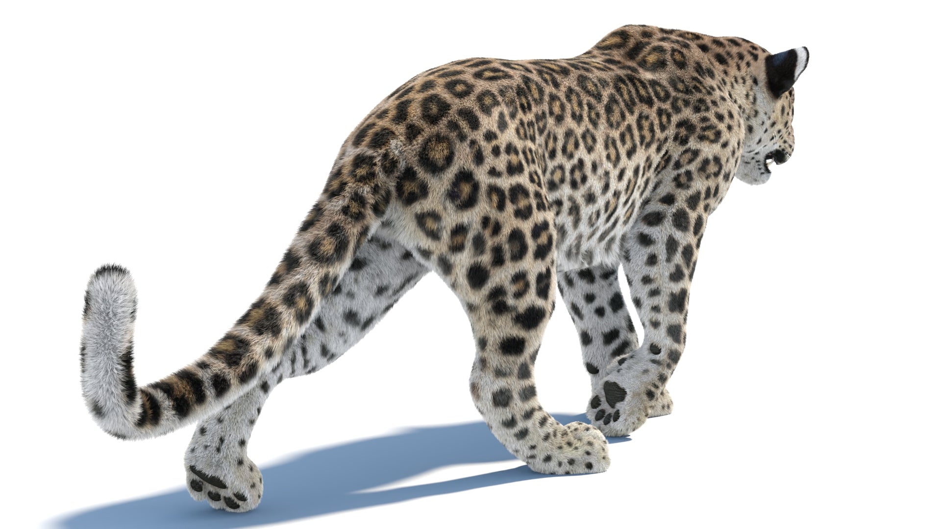 Leopard 3D Model walking on a white background - 3Ds Max scene with Arnold Renderer