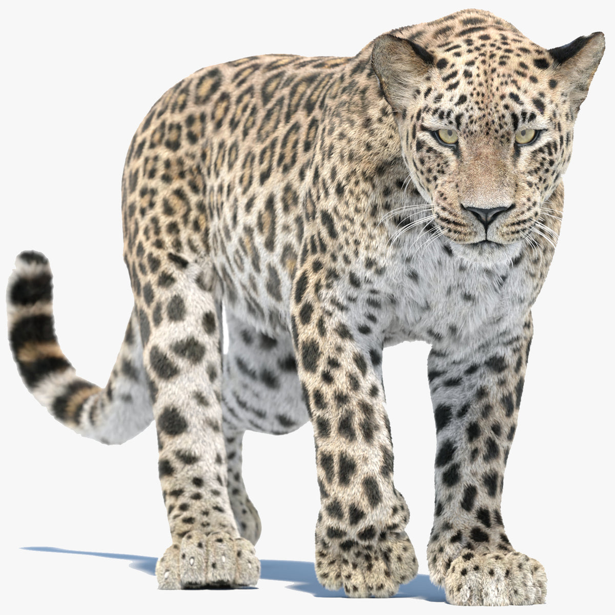Persian Leopard 3D Model Animated Fur | PROmax3D