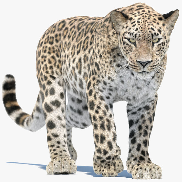 Persian Leopard 3D Model Animated Fur
