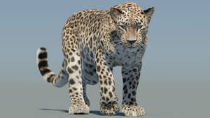 Animated Persian Leopard 3D Model with Realistic Groomed Hair and Fur Thumbnail