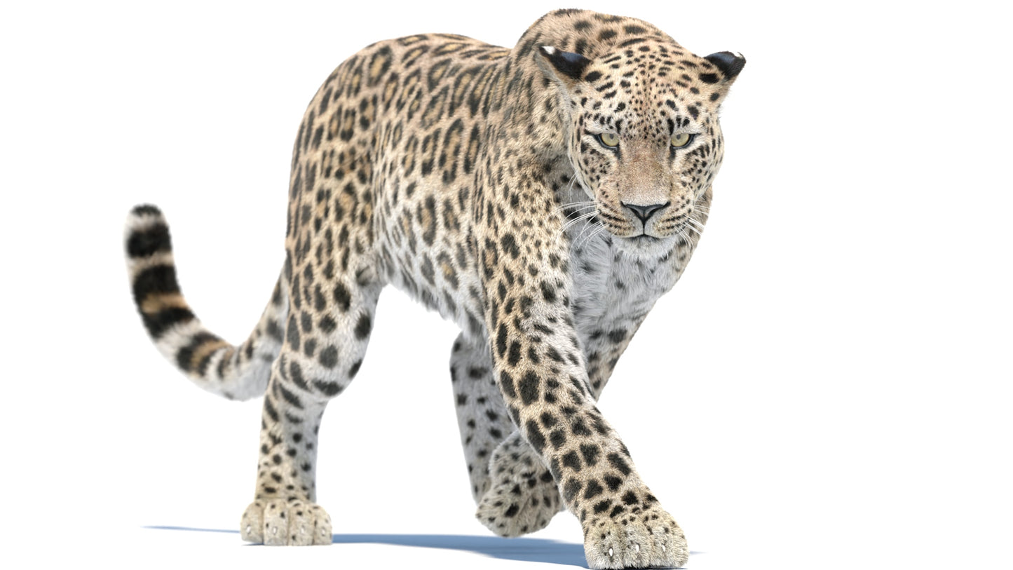 Animated Leopard 3D Model with Realistic Fur walking pose white background