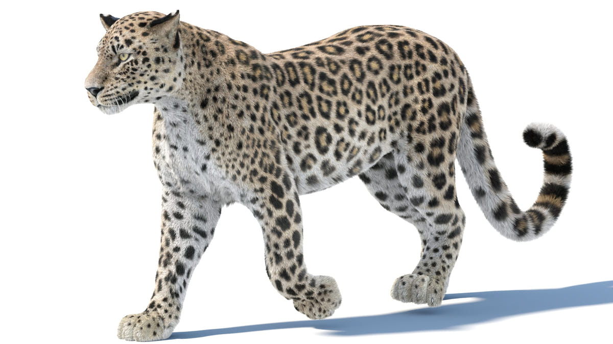 Leopard 3D Model with Fur - Walking for VFX