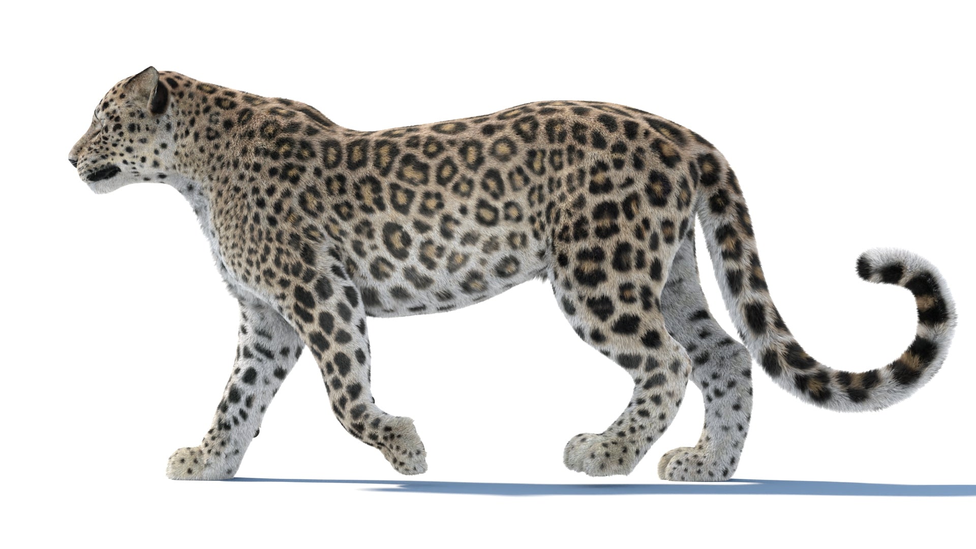 Leopard 3D Model with Walk and Run Animation Cycles for Download